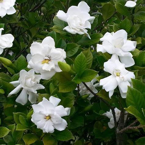 Gardenia Shrub 2 Gallon Plant R90471