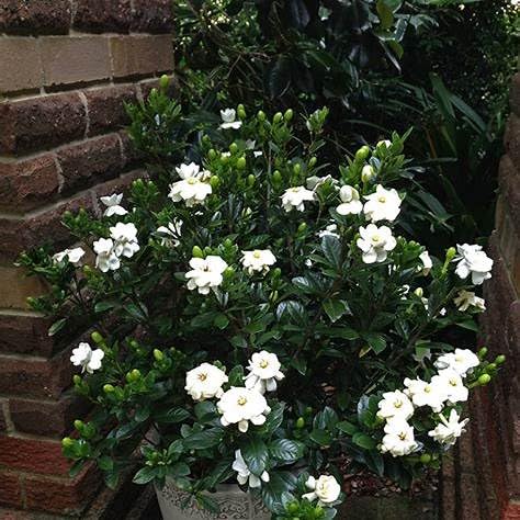 Gardenia Shrub 2 Gallon Plant R90471