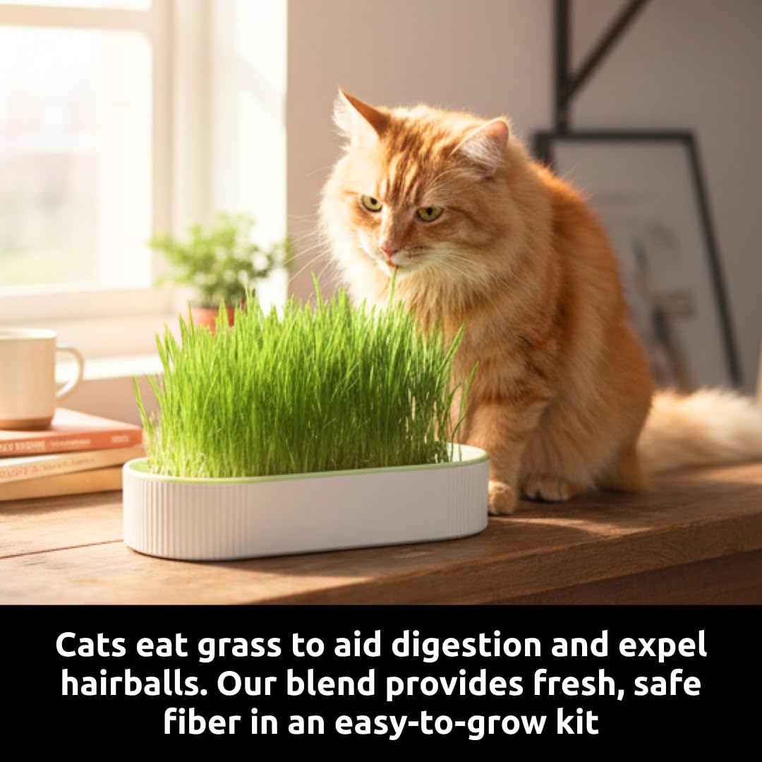 Hydroponic Cat Grass Grow Kit with 2 Oz Non-GMO Seeds C20198