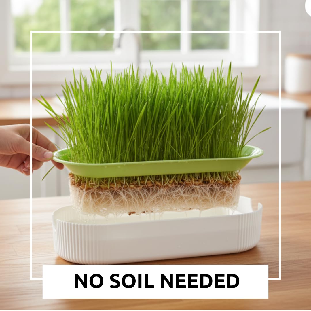 Hydroponic Cat Grass Grow Kit with 2 Oz Non-GMO Seeds C20198