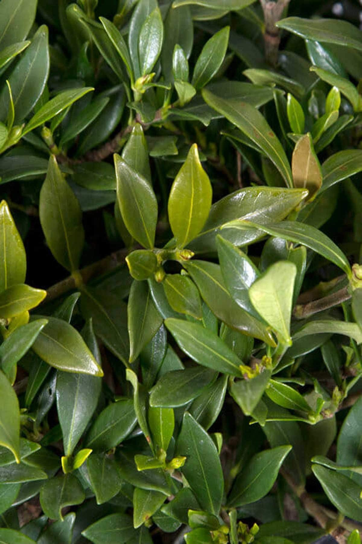 Gardenia 3 Gallon I598