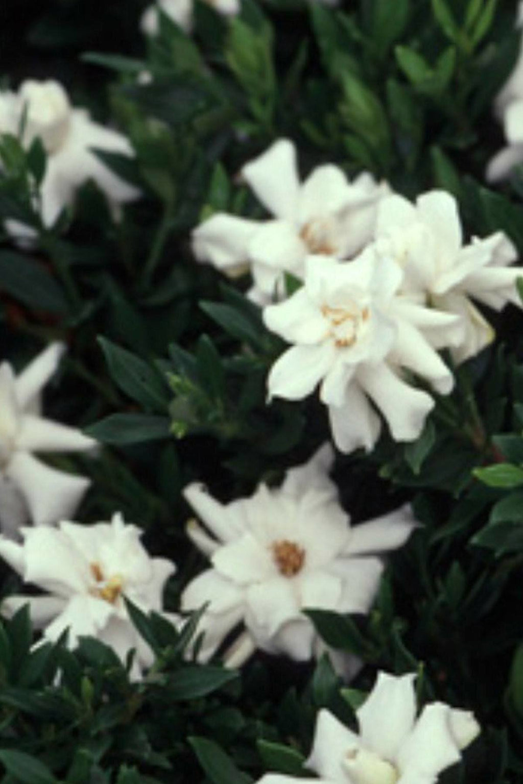 Gardenia 3 Gallon I598