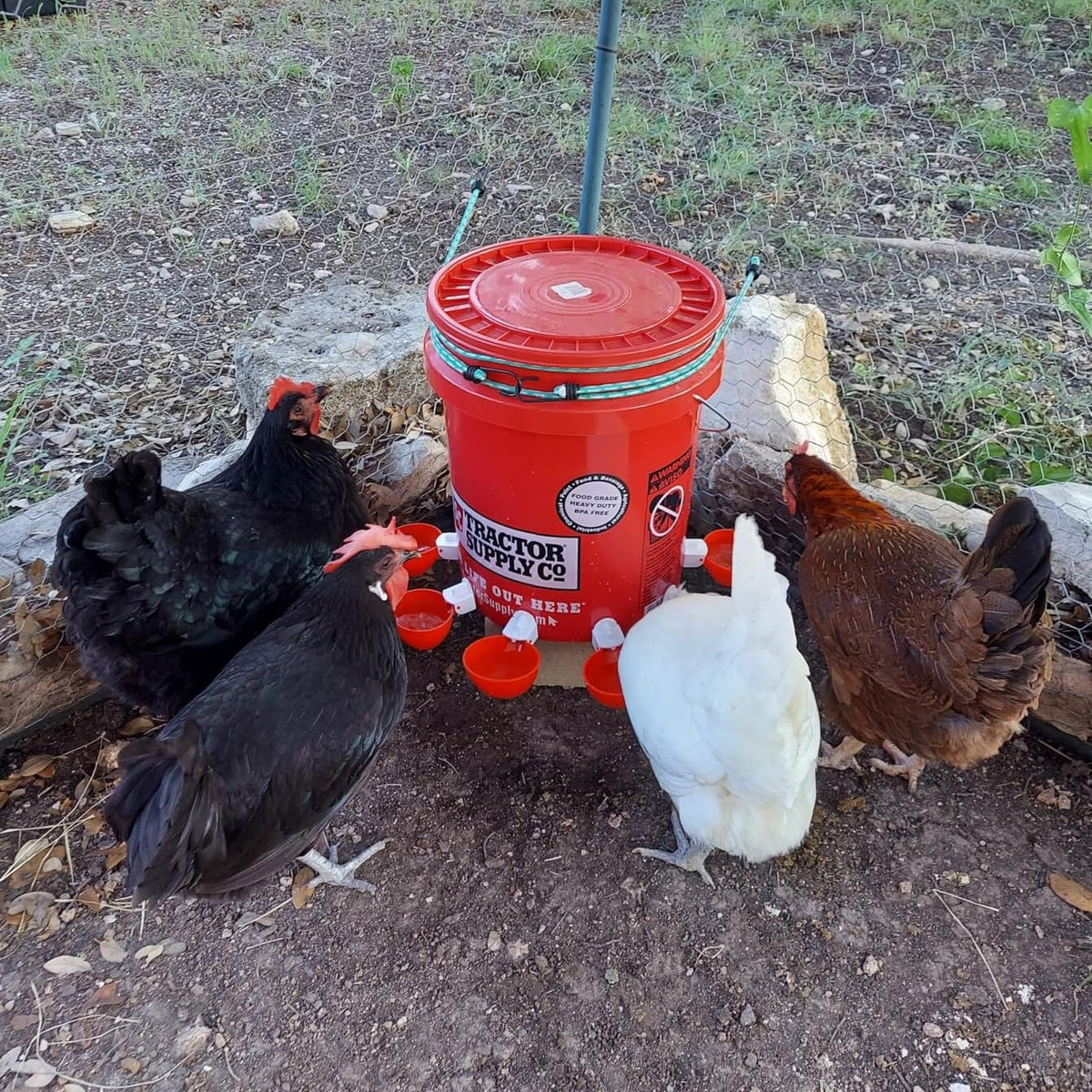 12 Pack Poultry Waterer Cups with Drill J3912