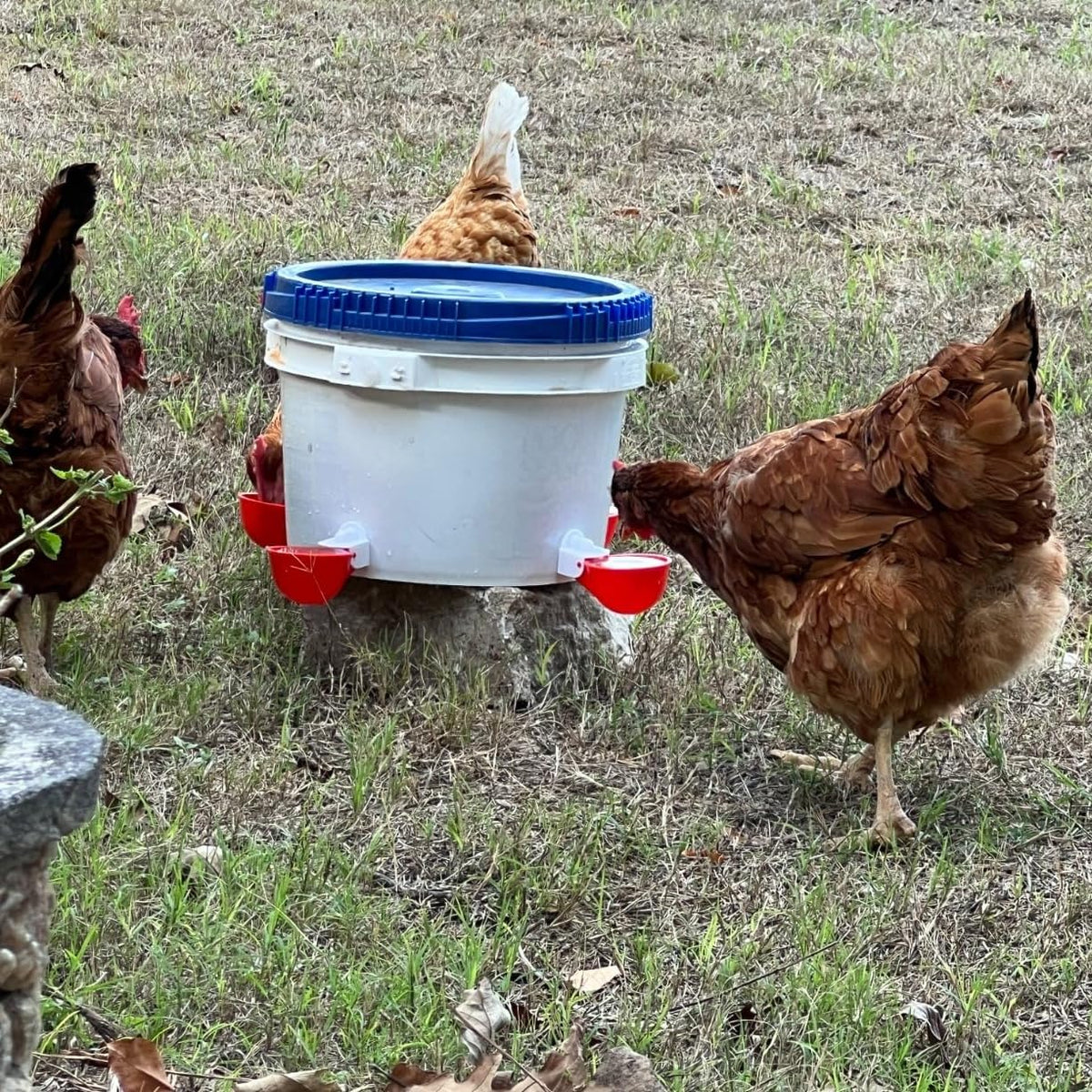 12 Pack Poultry Waterer Cups with Drill J3912